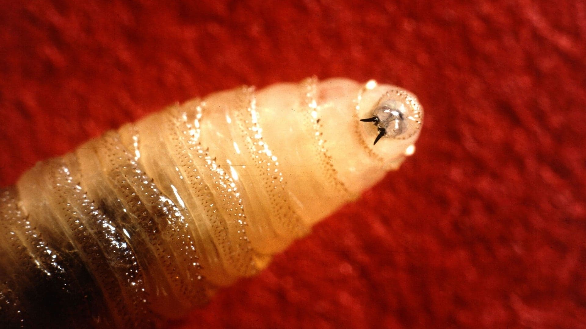 Screwworm National Emergency declared by August 30?